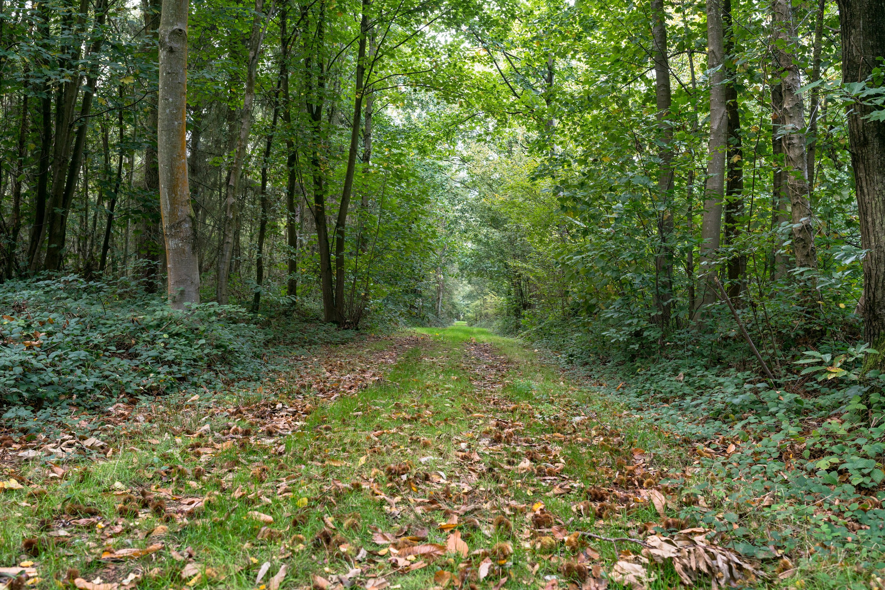 BERVILLE SUR MER - Mystérieuse forêt automnale
