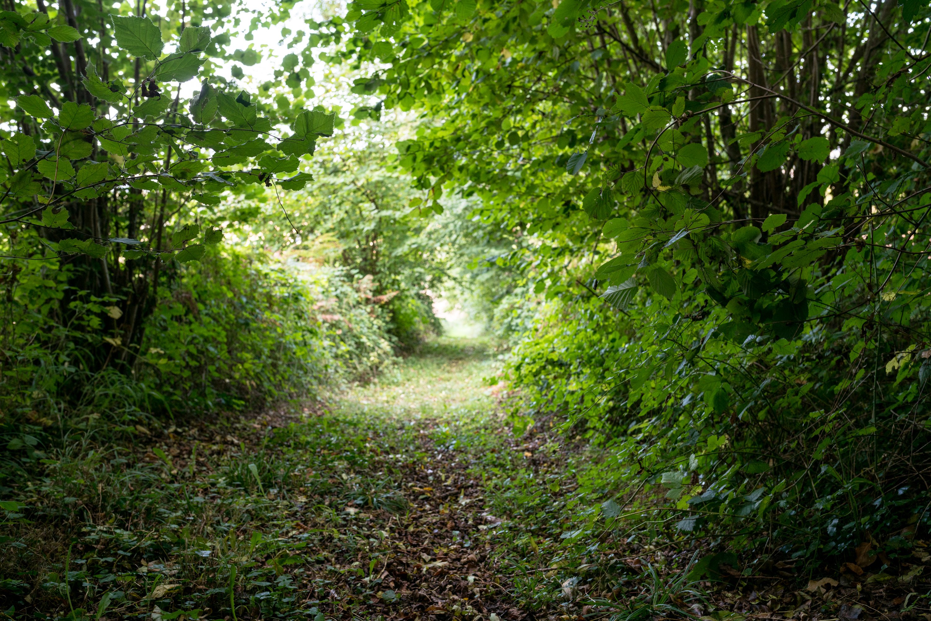 Berville-sur-Mer - Rallye forestier en forêt