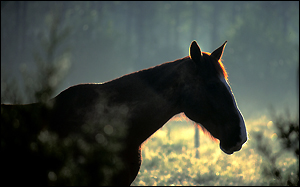 Cheval et brume