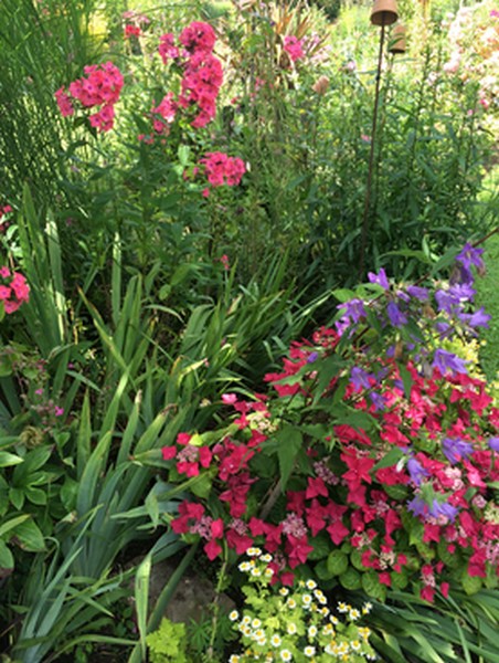 Foulbec - découverte du jardin de la motte de Mr et Mme Vasse