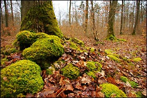 La forêt en fête