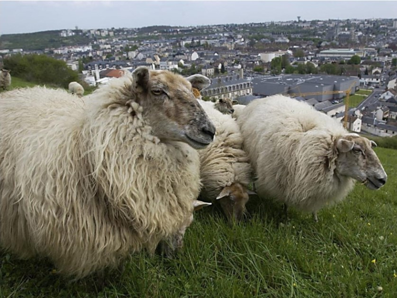 Moutons_EvreuxNormandie