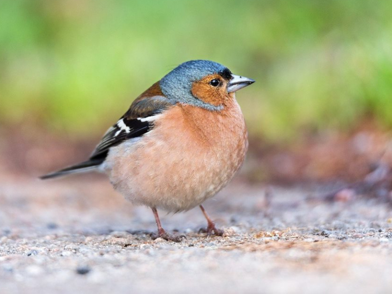 Oiseau-EvreuxNormandie