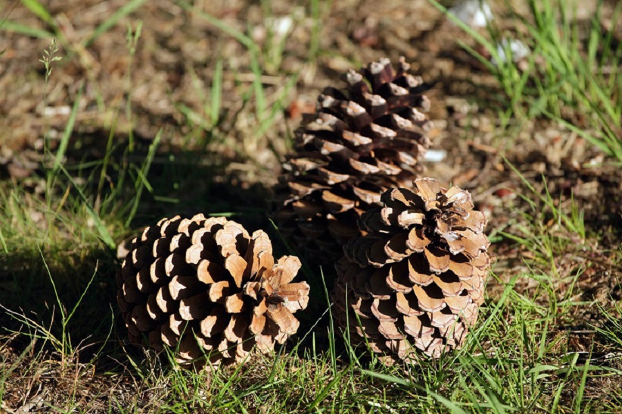 Rallye nature en forêt