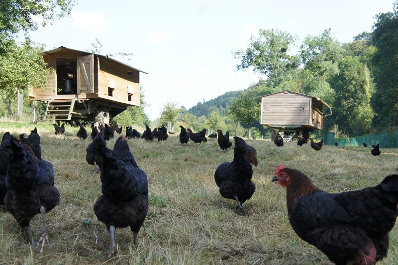La Ferme des Cocottes