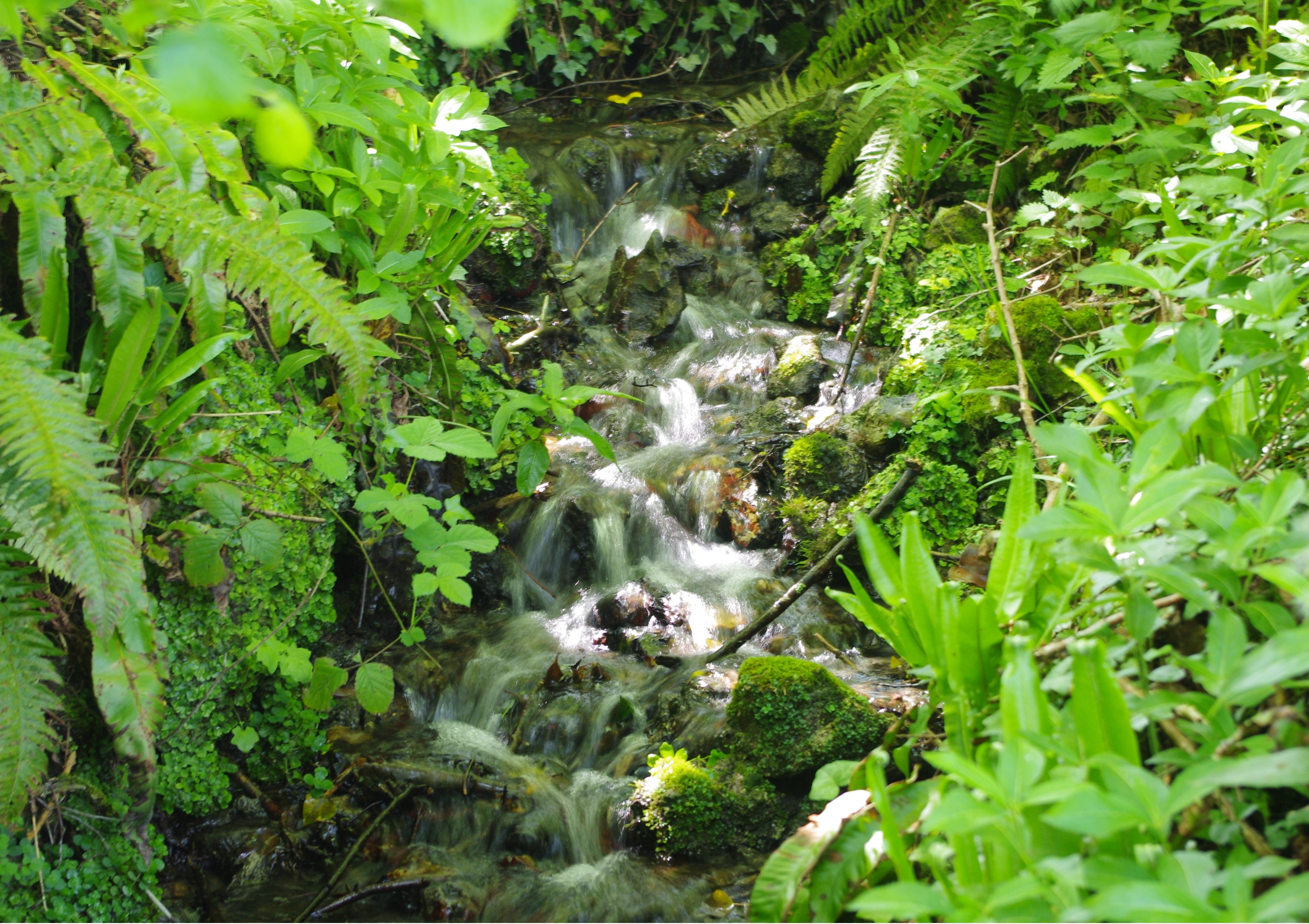 Fort-Moville - Sophro-balades en pleine nature