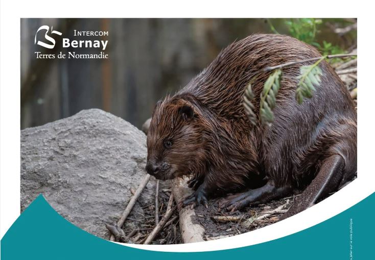 10.12_ciné-débat 'Castor' - IBTN (visuel)