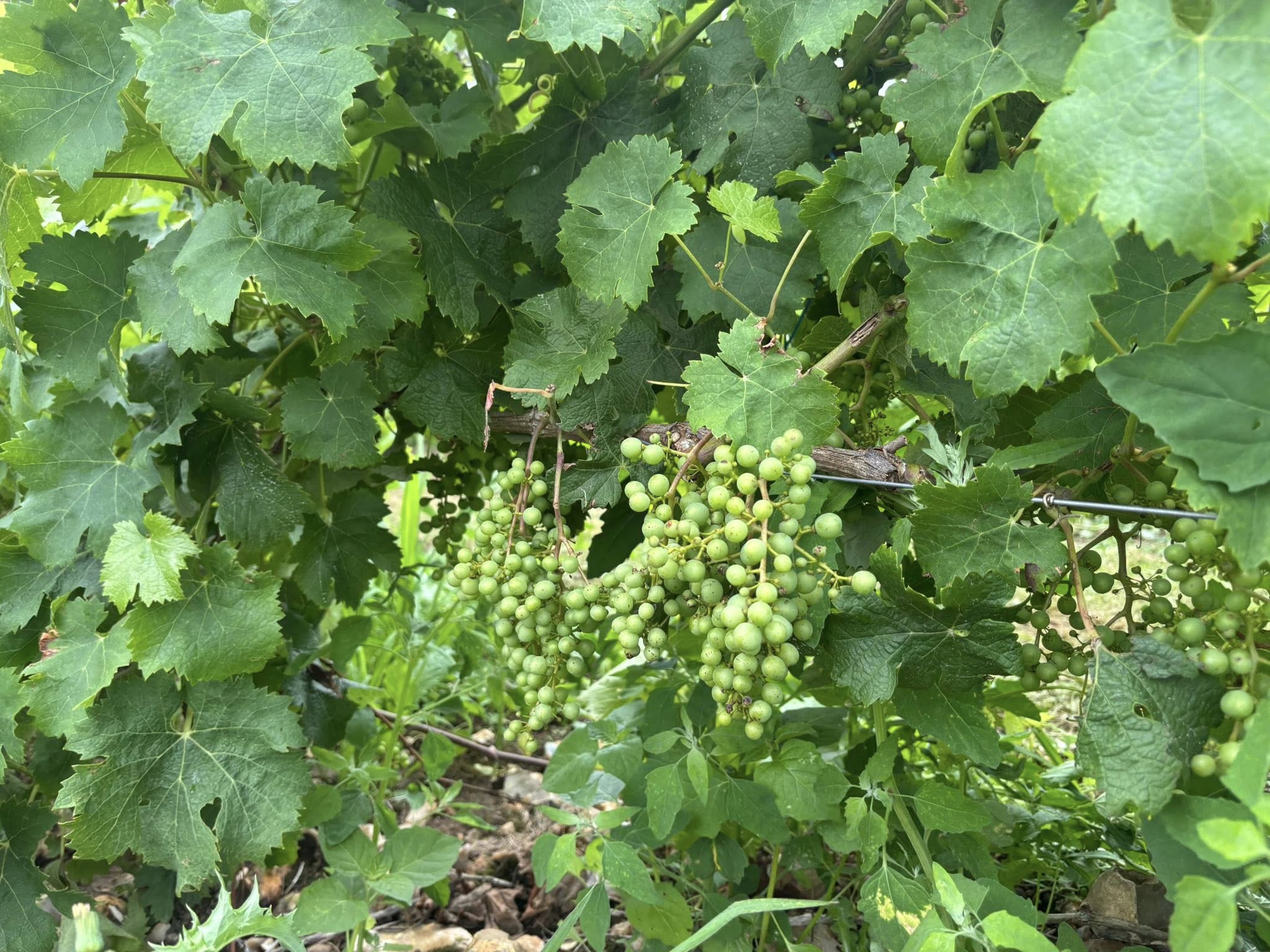 518182630_1455998075578044_1909694796588886273_n