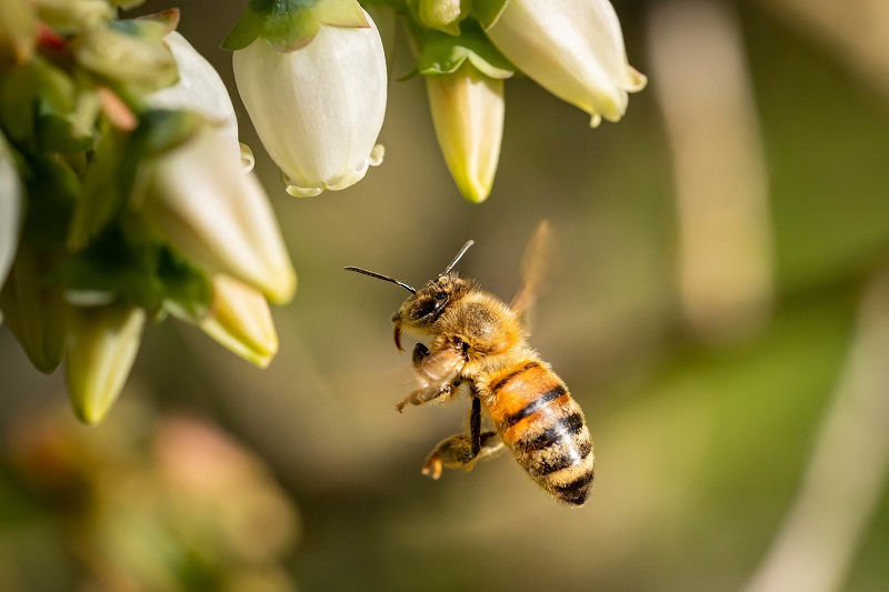 Abeille (freepik)