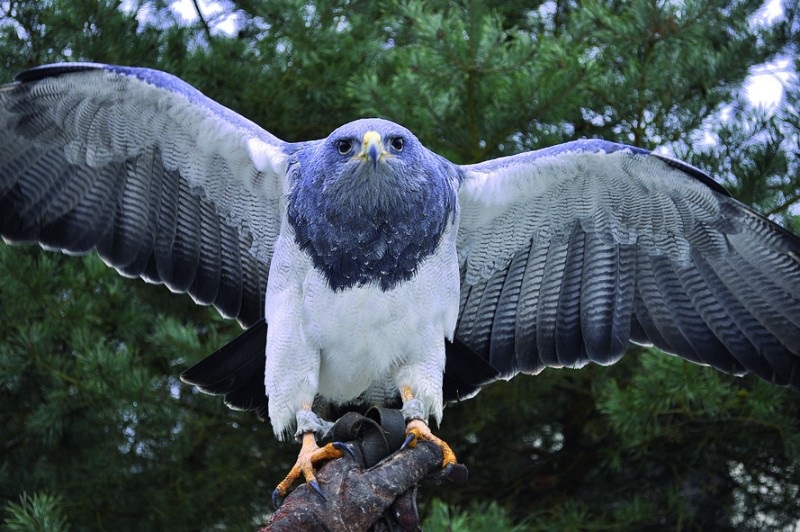 Bois des Aigles © Bois des Aigles