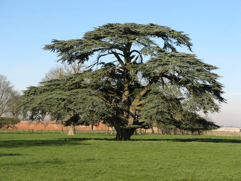 Cèdre du Liban, arboretum de Canappeville © Association des Amis des Campagnes de France