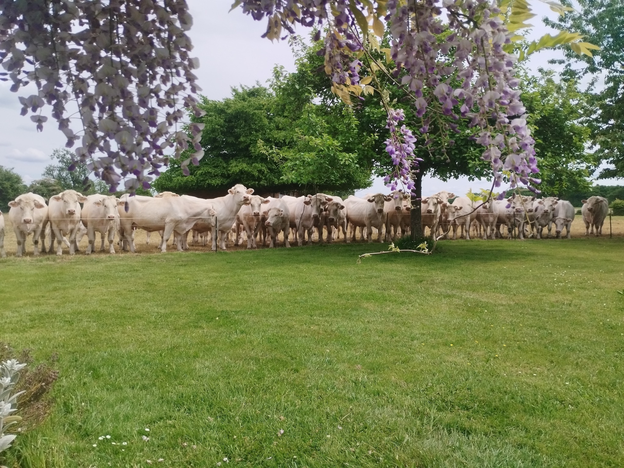 Ferme de l'Eglise (Thevray) 1