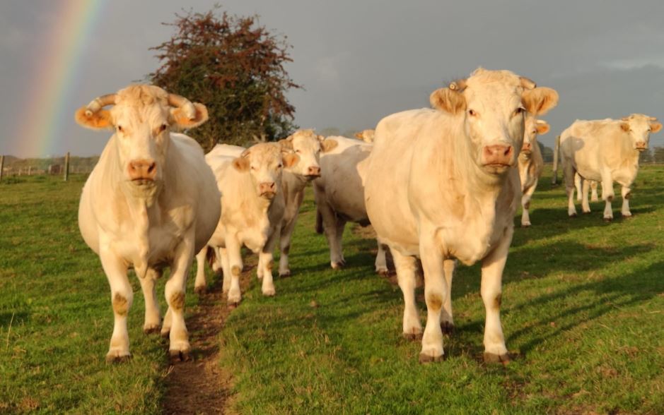 Ferme de l'Eglise (Thevray) 10