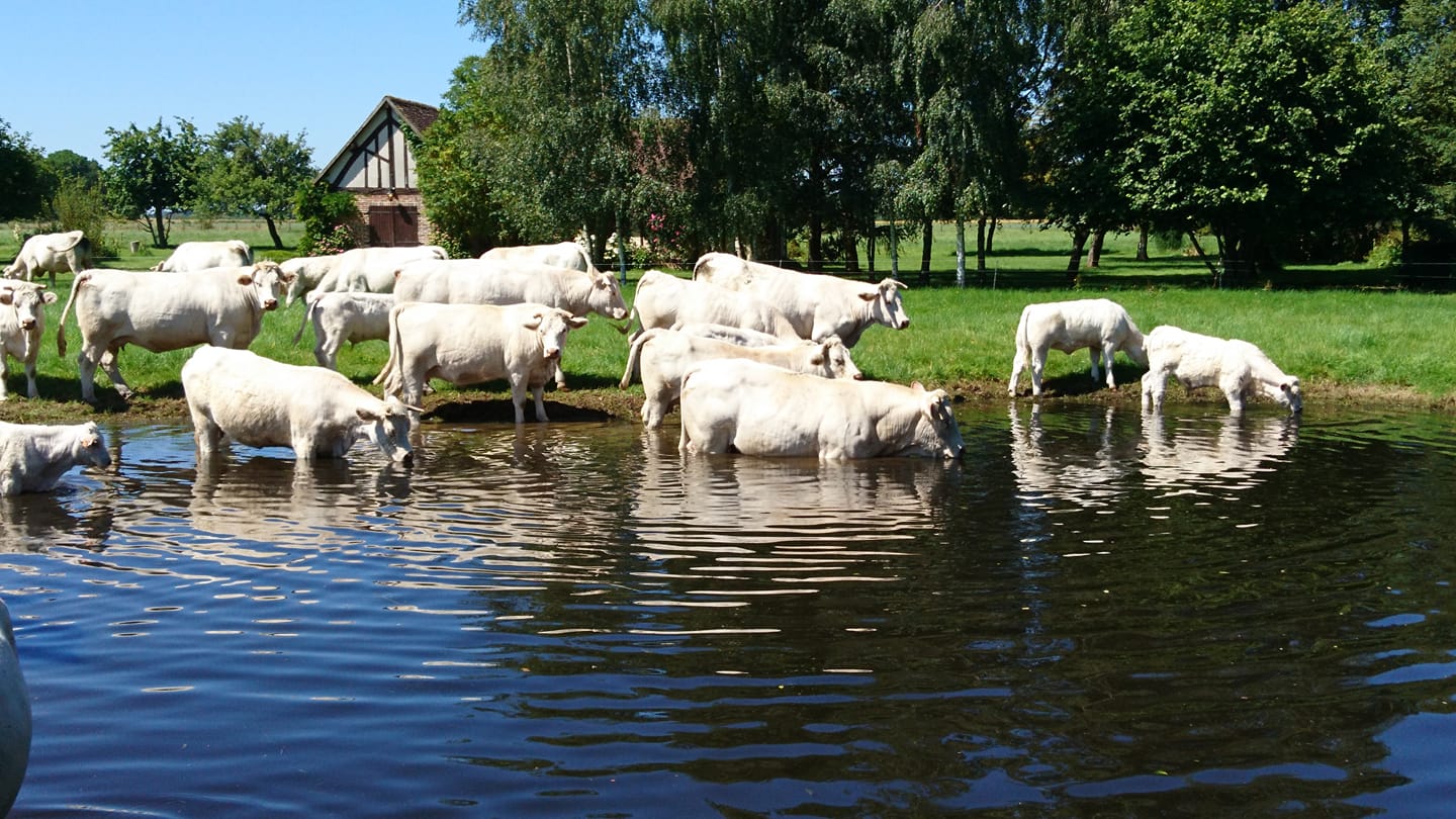 Ferme de l'Eglise (Thevray) 11
