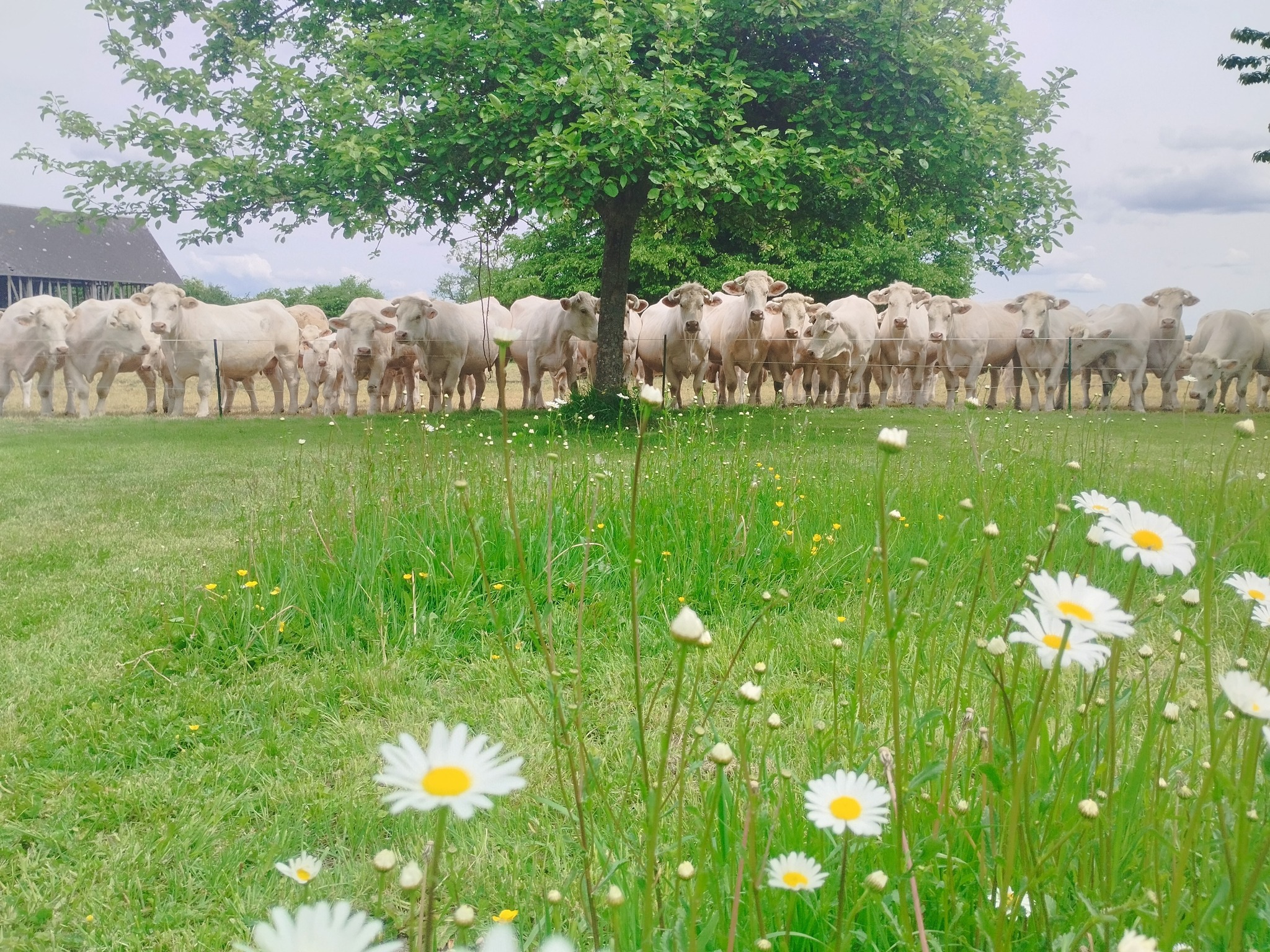 Ferme de l'Eglise (Thevray) 2