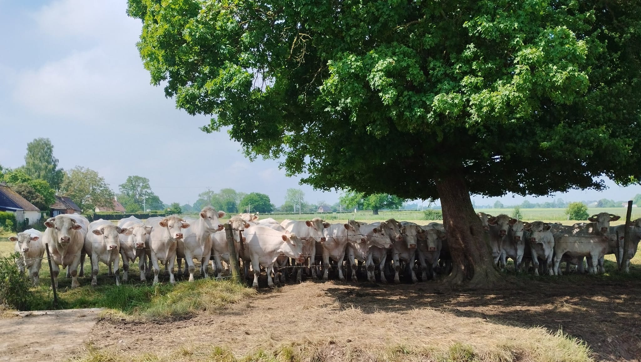 Ferme de l'Eglise (Thevray) 4