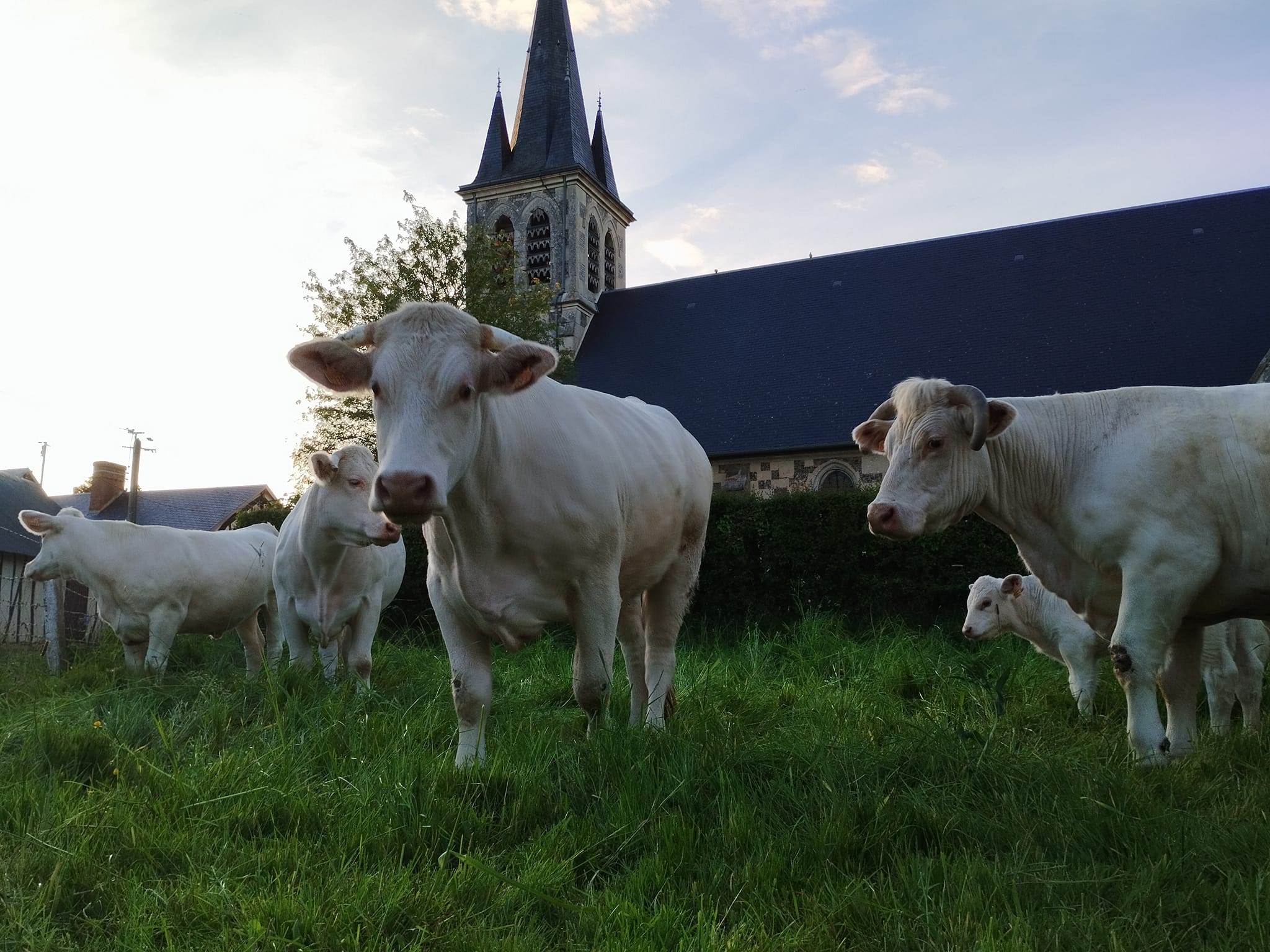 Ferme de l'Eglise (Thevray) 6