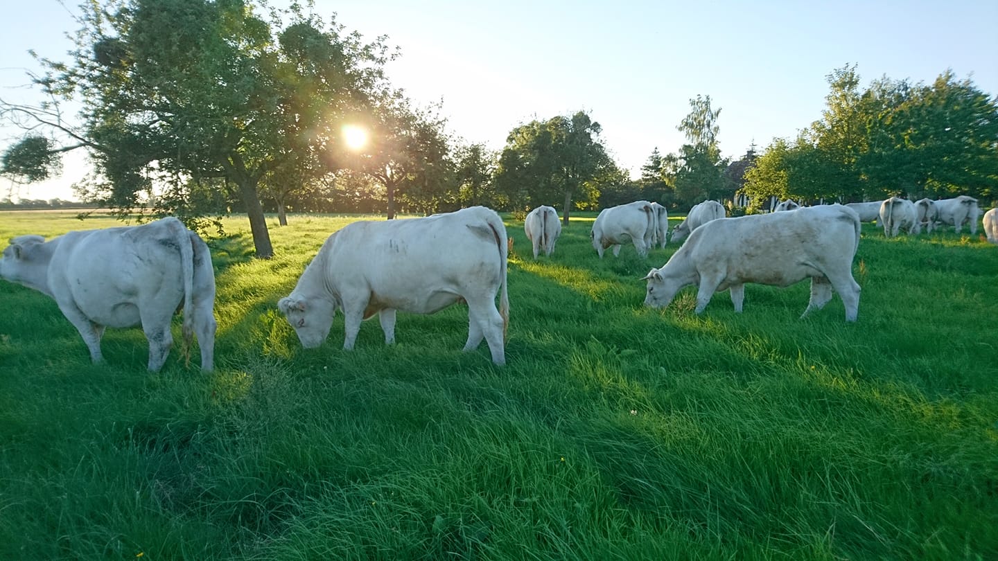 Ferme de l'Eglise (Thevray) 9