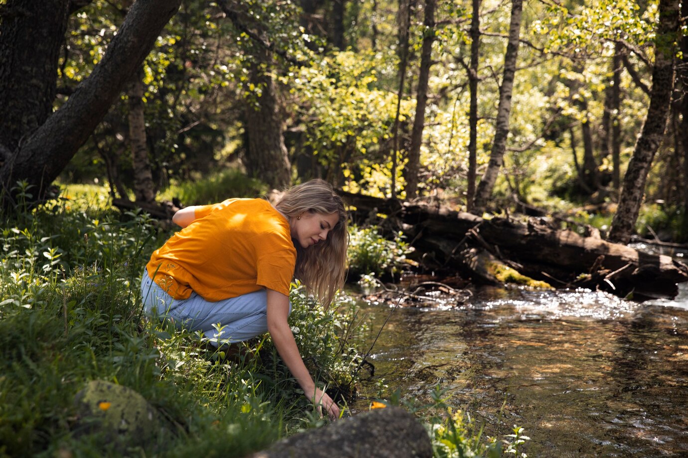 Forêt rivière (freepik)