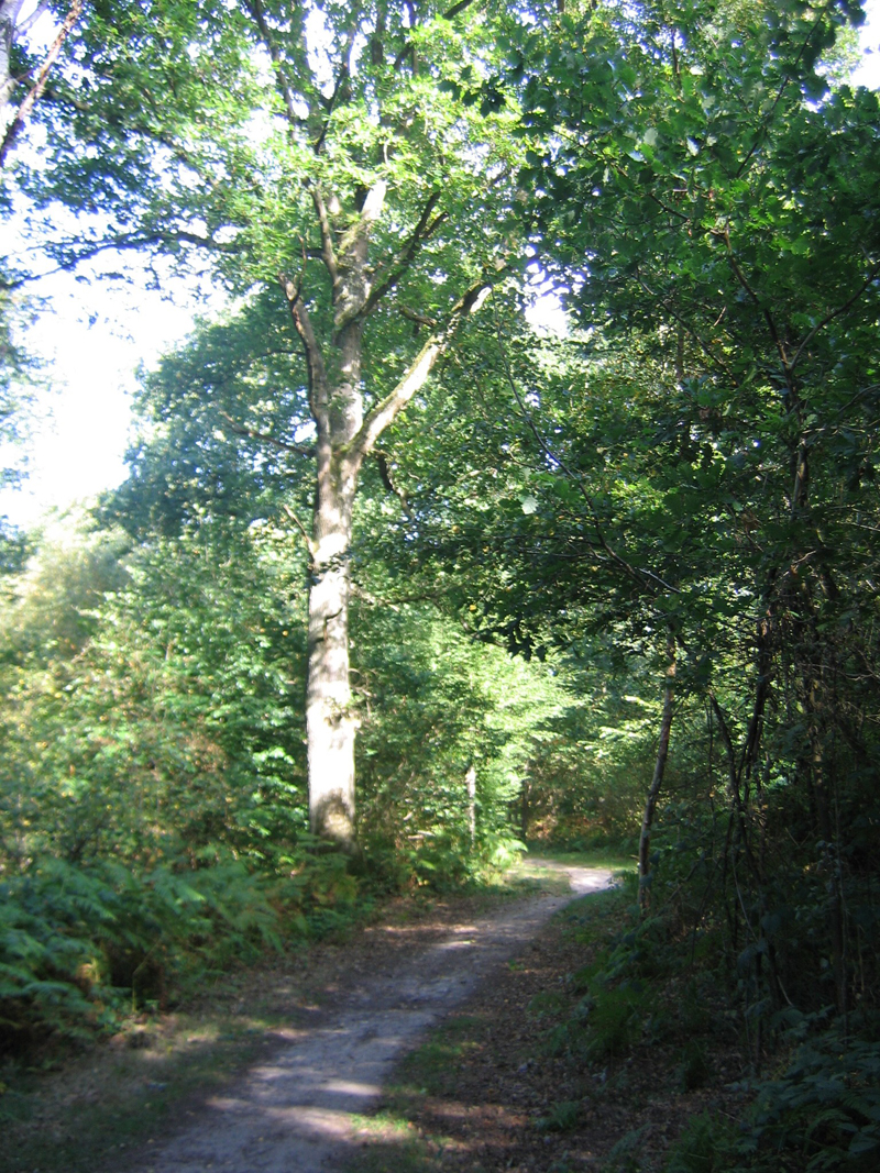 Massifs boisés Champ de Bataille @ OT Le Neubourg