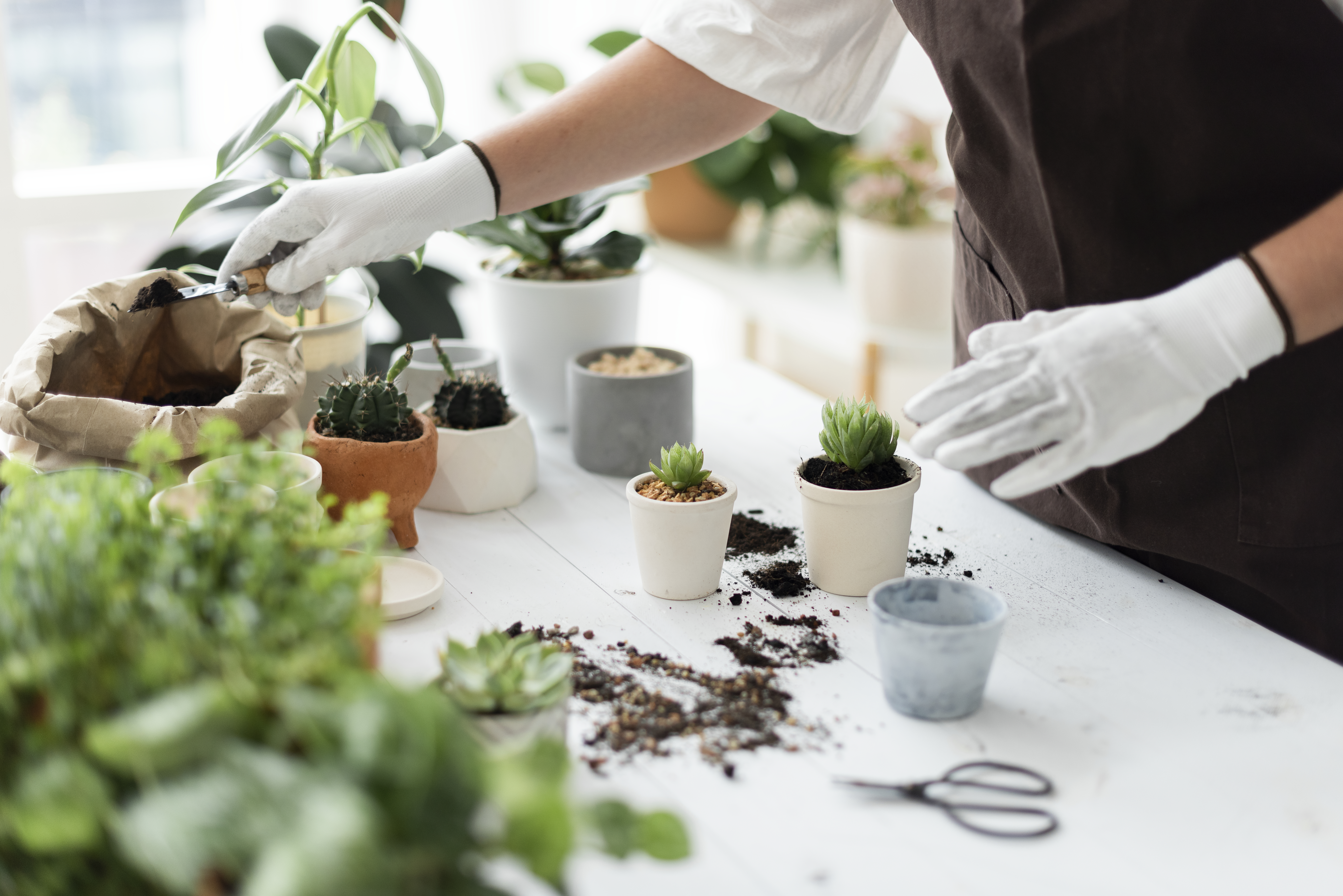 Professional plant nursery worker repotting a plant