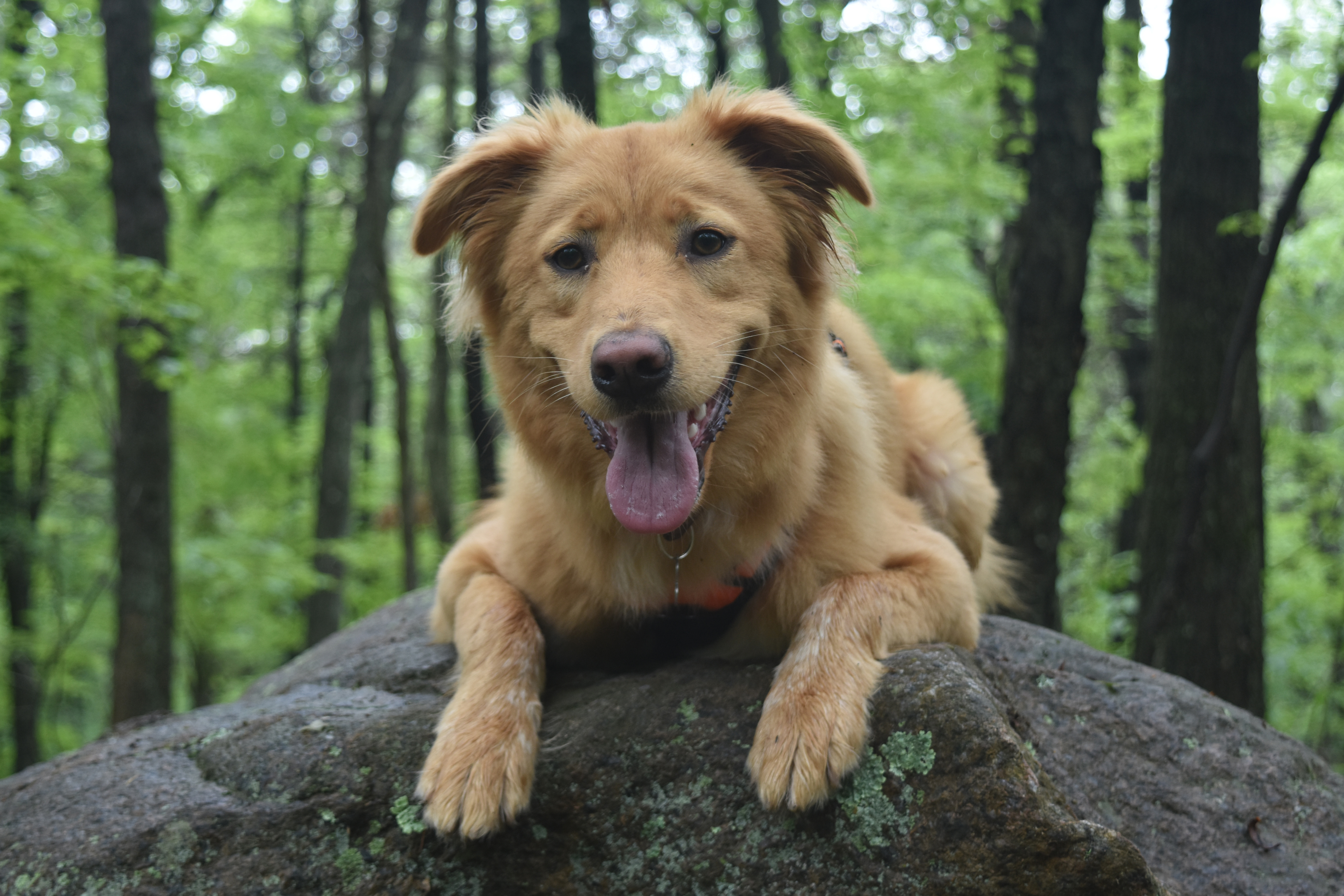 Cute scotty dog smiling on a big rock 