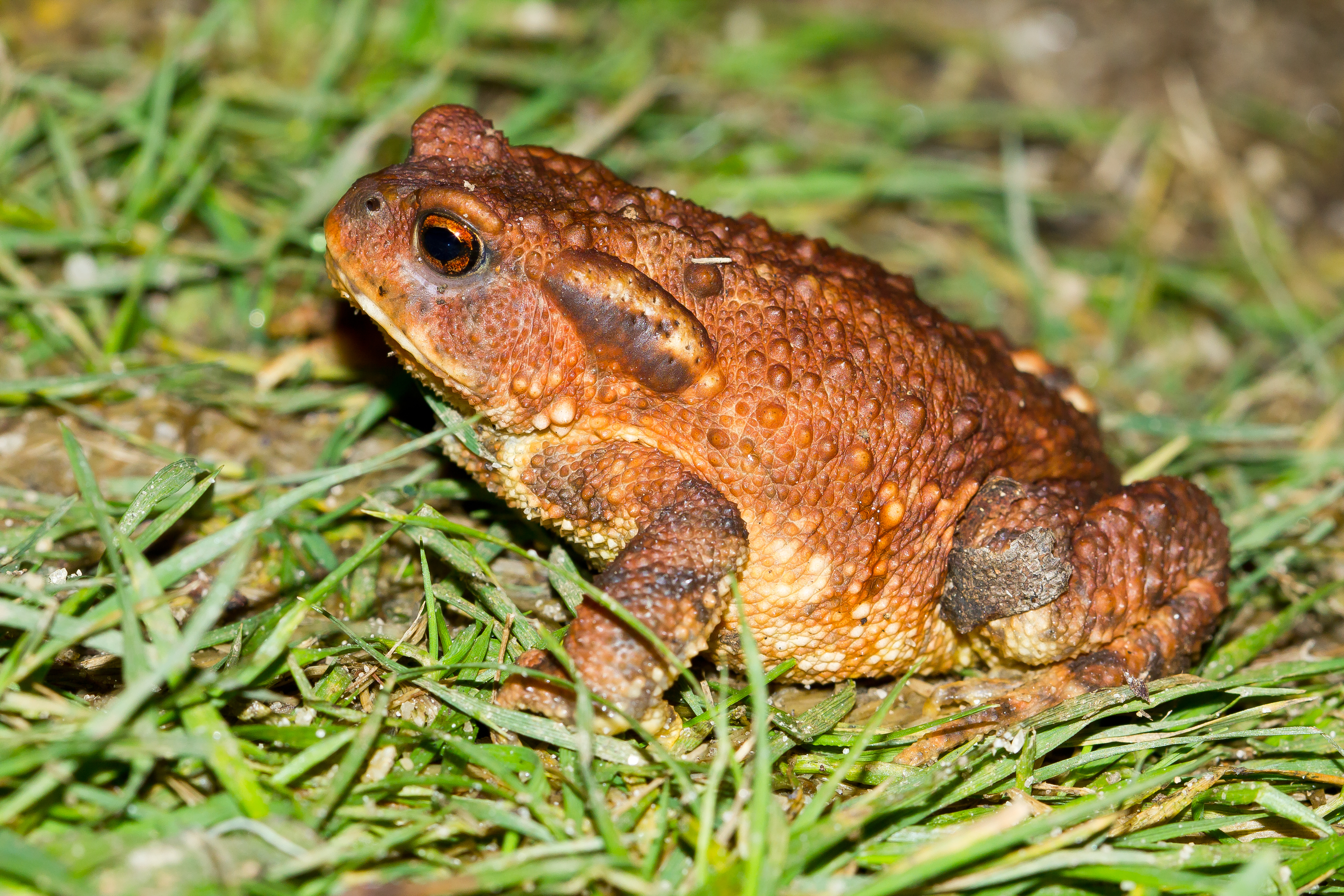 crapaud (freepik)