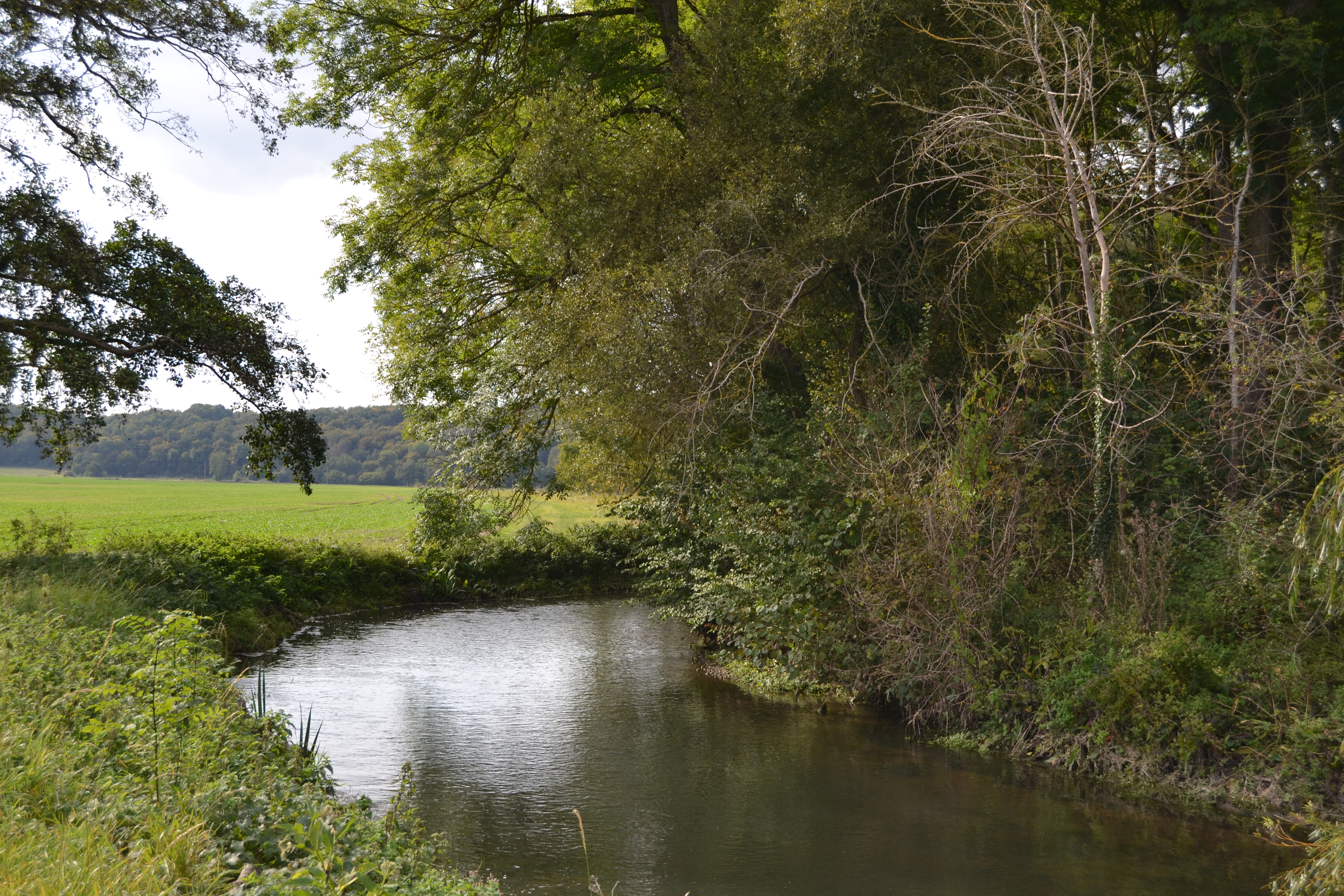 risle_2